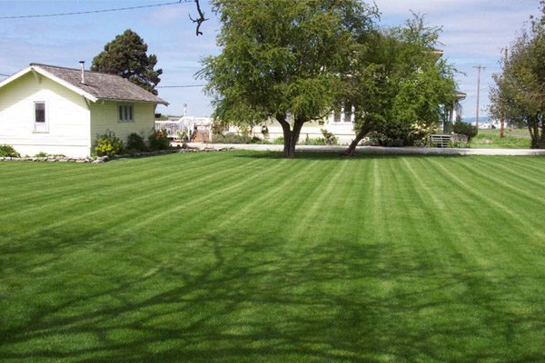 Established striped lawn in front of a rural home