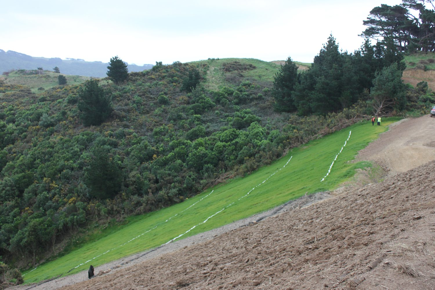 Strip of new grass establishing on a steep hillside cut after hydroseeding
