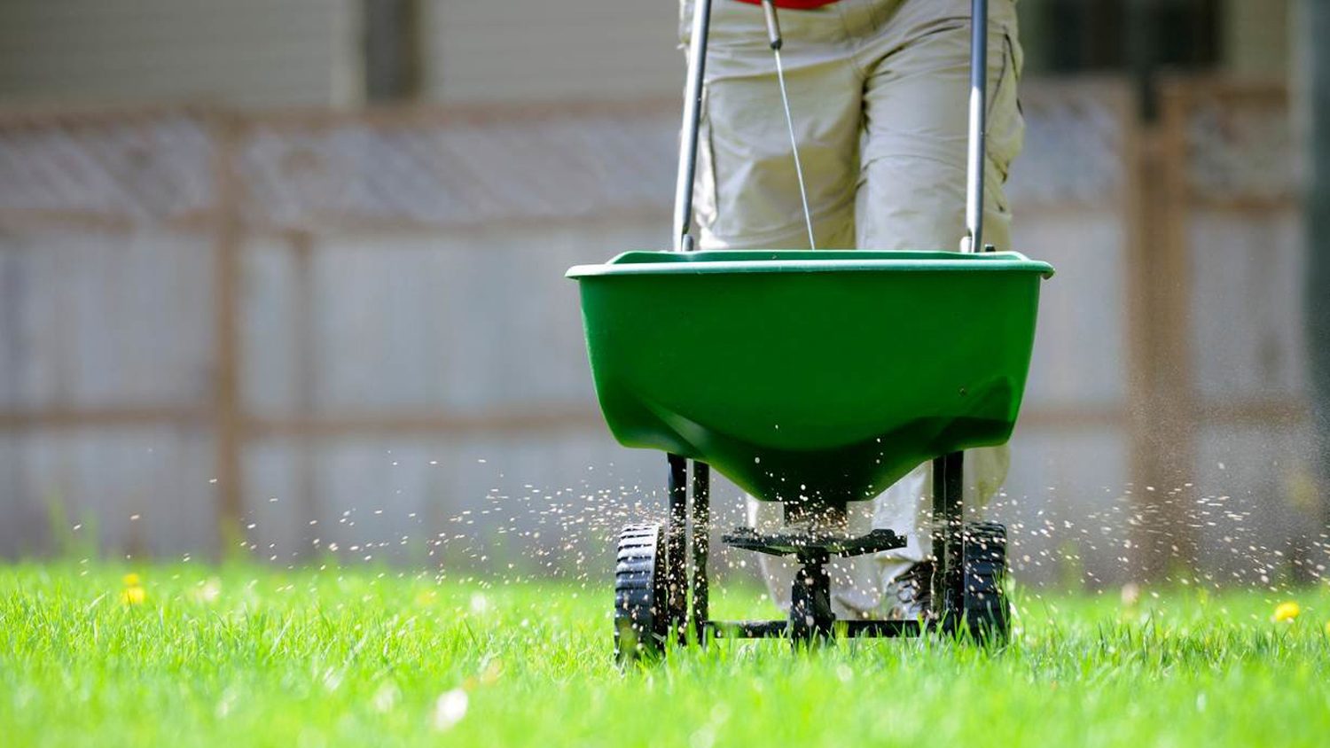 Fertiliser spreader feeding a lawn