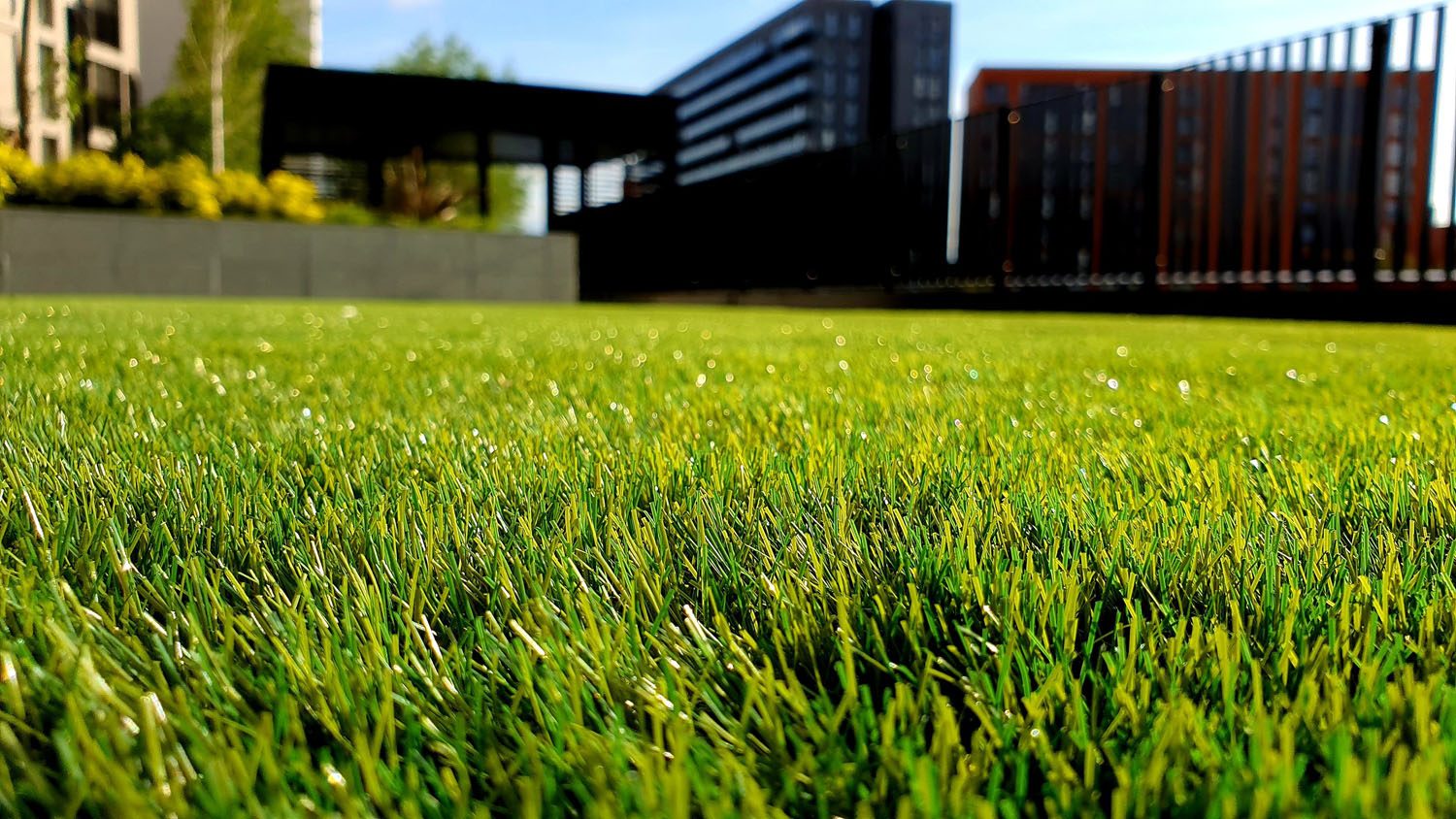 Close-up of a lush lawn in front of a modern home