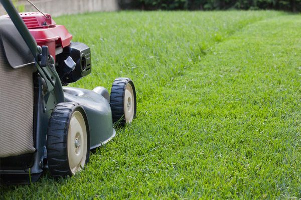 Lawnmower cutting a healthy lawn