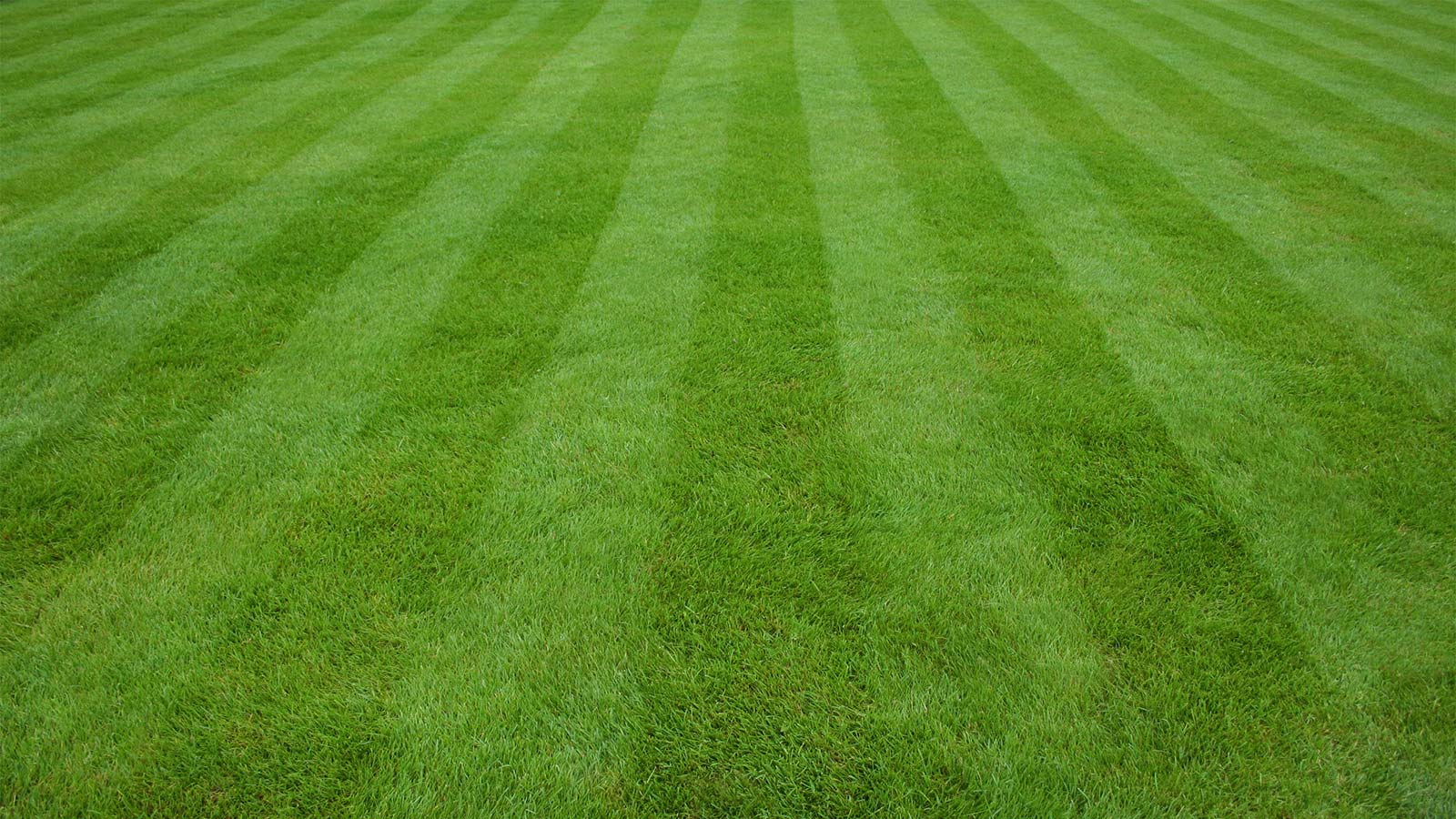 Freshly mown striped lawn